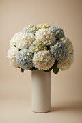 Hydrangea Grand
